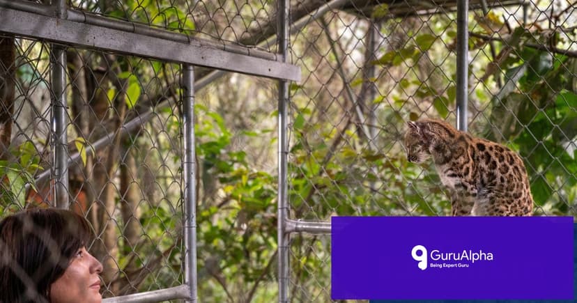 Bolivia Unveils Tilcayo: A Century's First New Cat Species Discovery